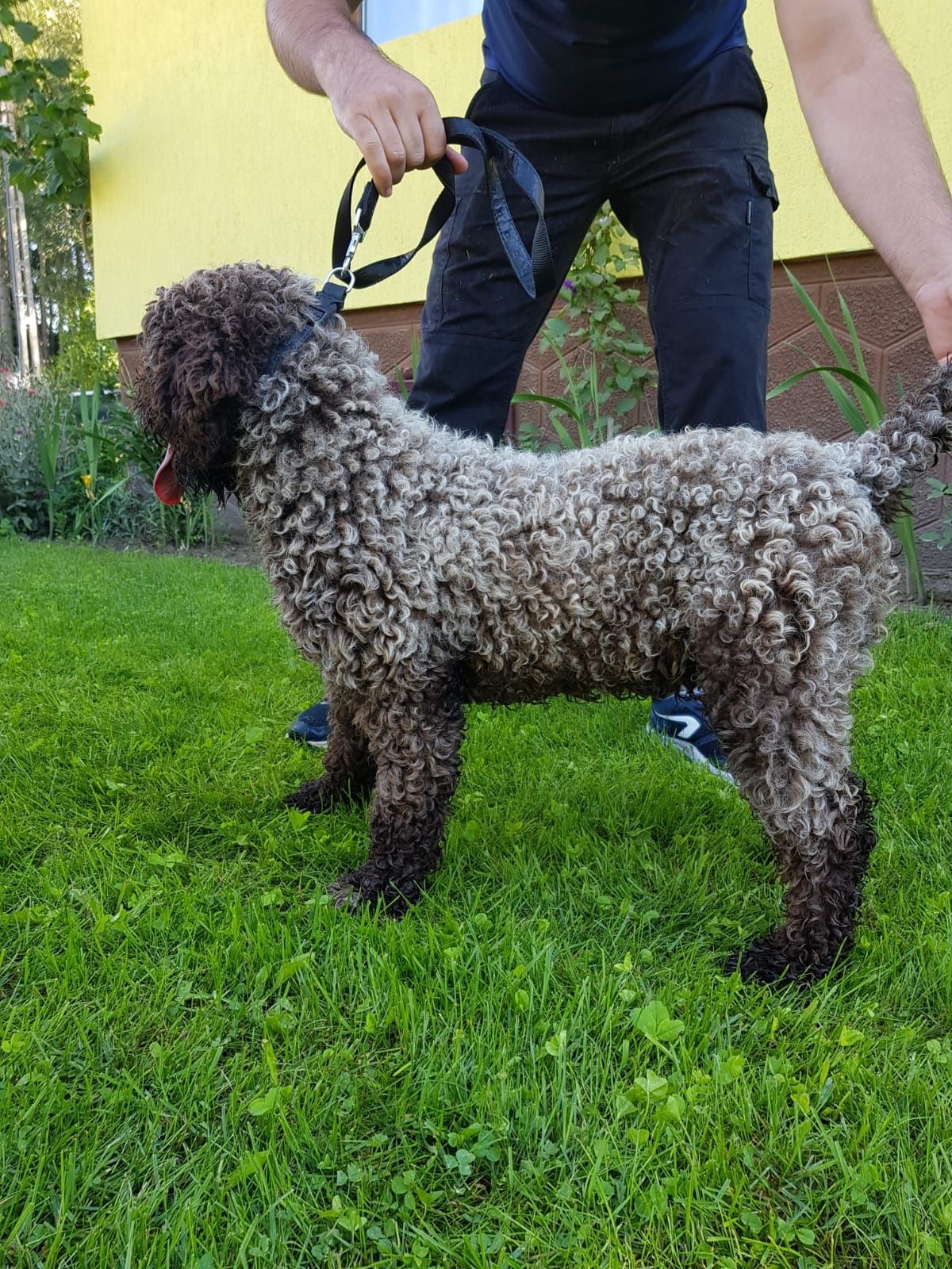 Vand catea Lagotto Romagnolo pentru trufe