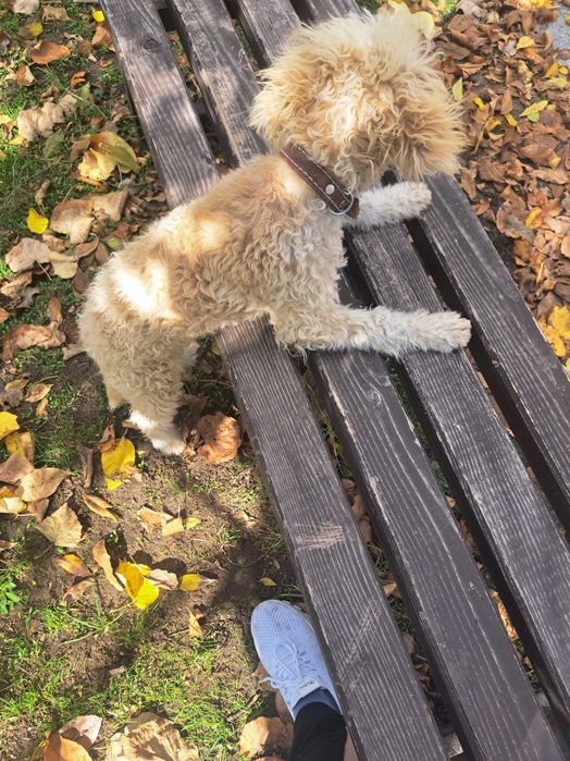 Продавам куче за трюфели