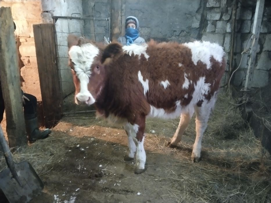 Продам 2 телок от крупных коров