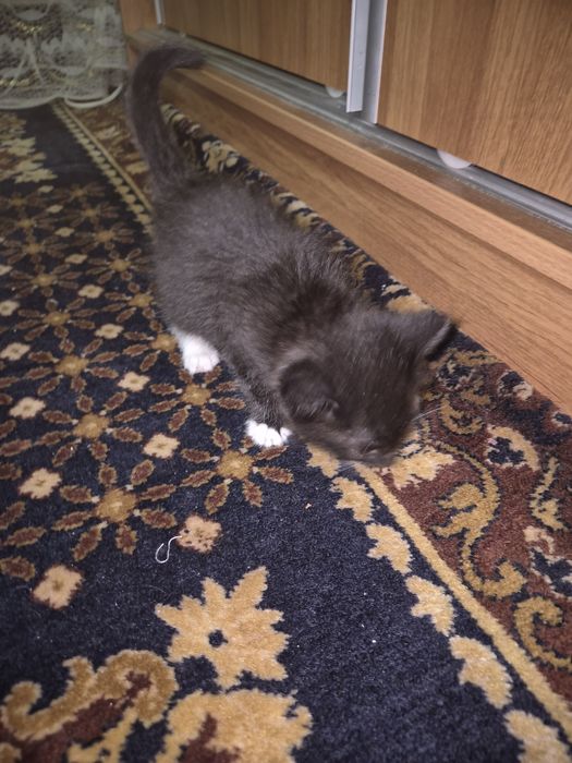 Котёнок маленький в добрые руки