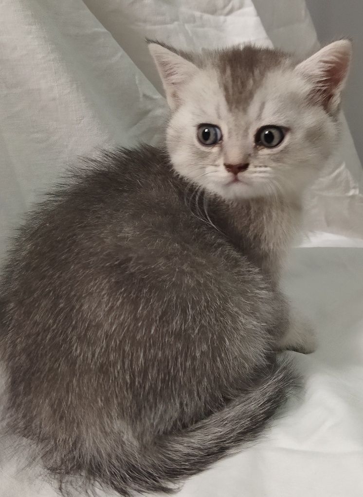 Шиншилла котёнок