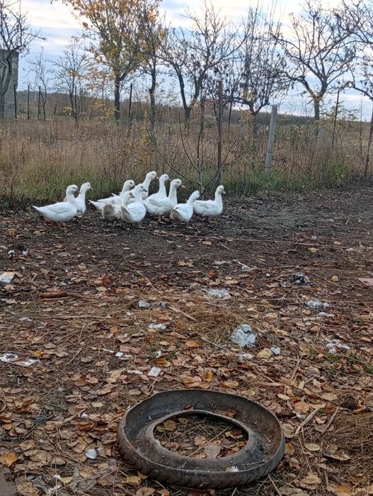 Rati de vânzare de carne