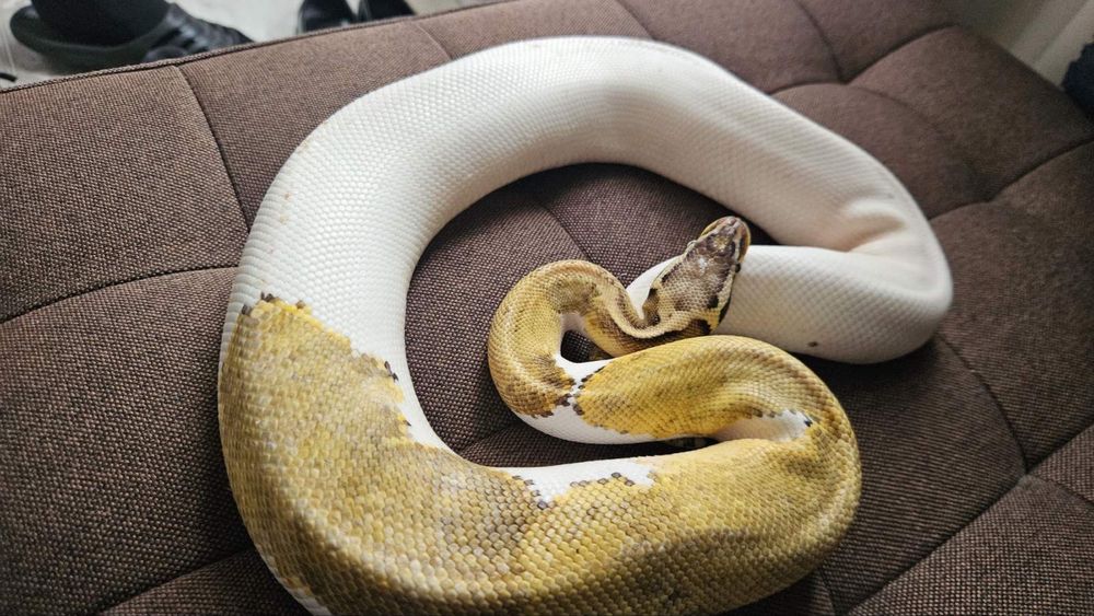 Кралски питон супер пастел пайд /змия