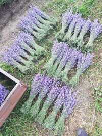 lavanda uscata, buchete lavanda