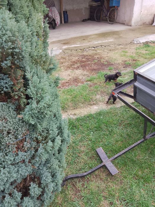 Продавам пинчери женски Койнаре плевенско