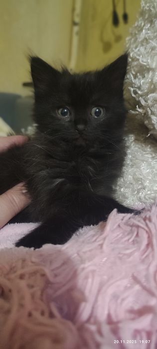 Котята ищут своих пап и мам