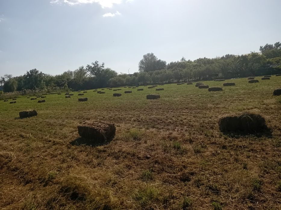 Baloti lucernă 15 lei