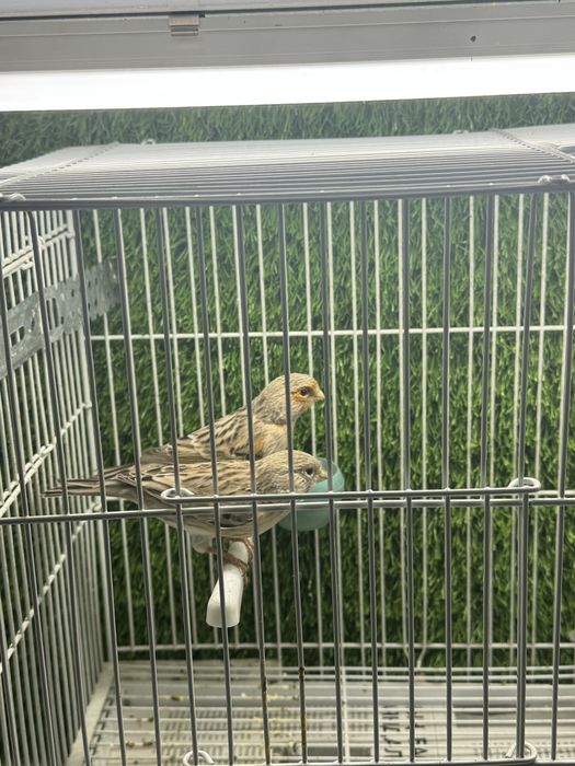 Канарейки агат красный мозайка