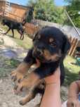 Rottweiler , baietel