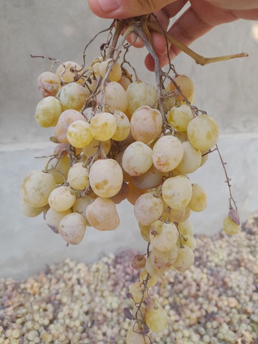 Ширин ва табиий куёшда пишган Таифий (Тойип) оқ узуми – асалдек мазали