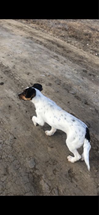 Жақсы күшік сатылады 4айлық аңшылыққа жақсы срочно