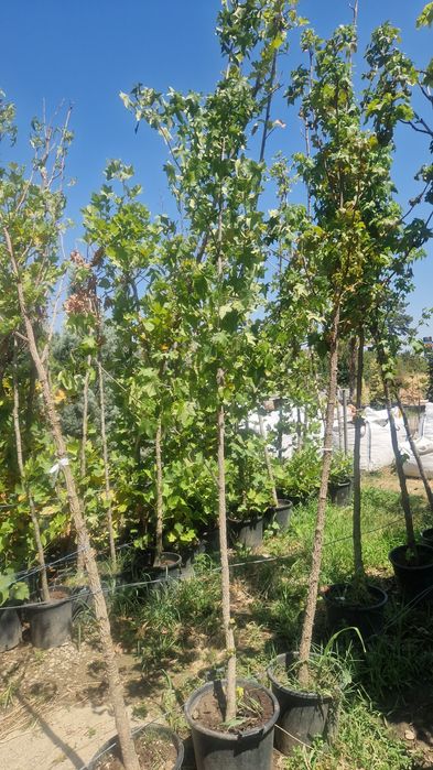 Catalpa  artar plante ornamentale