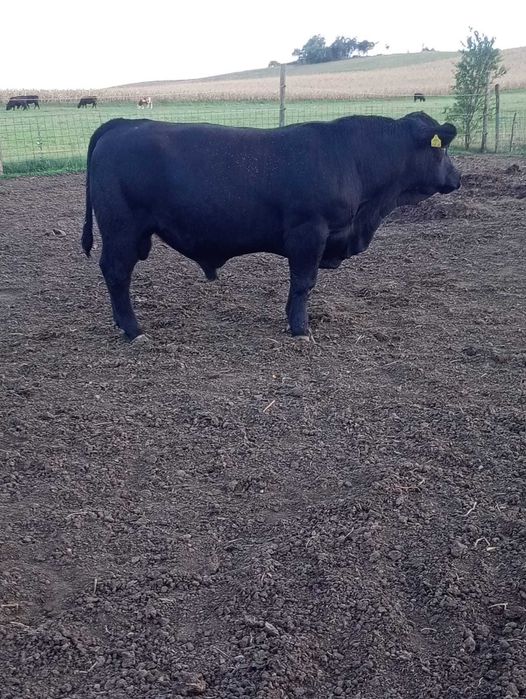 Vând tauri angus pentru reproducție