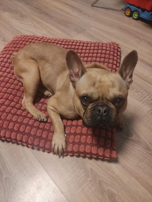 Френски булдог разплод мъжко