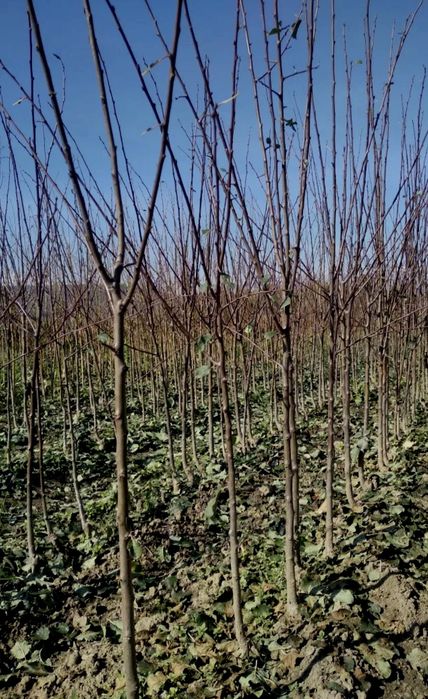 Pomi fructiferi diverse soiuri