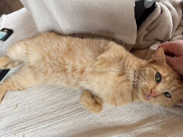 Красиво оранжево женско коте търси дом