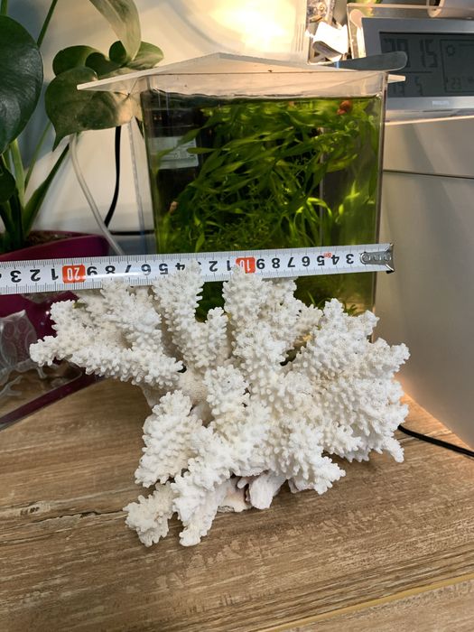 Естествен корал