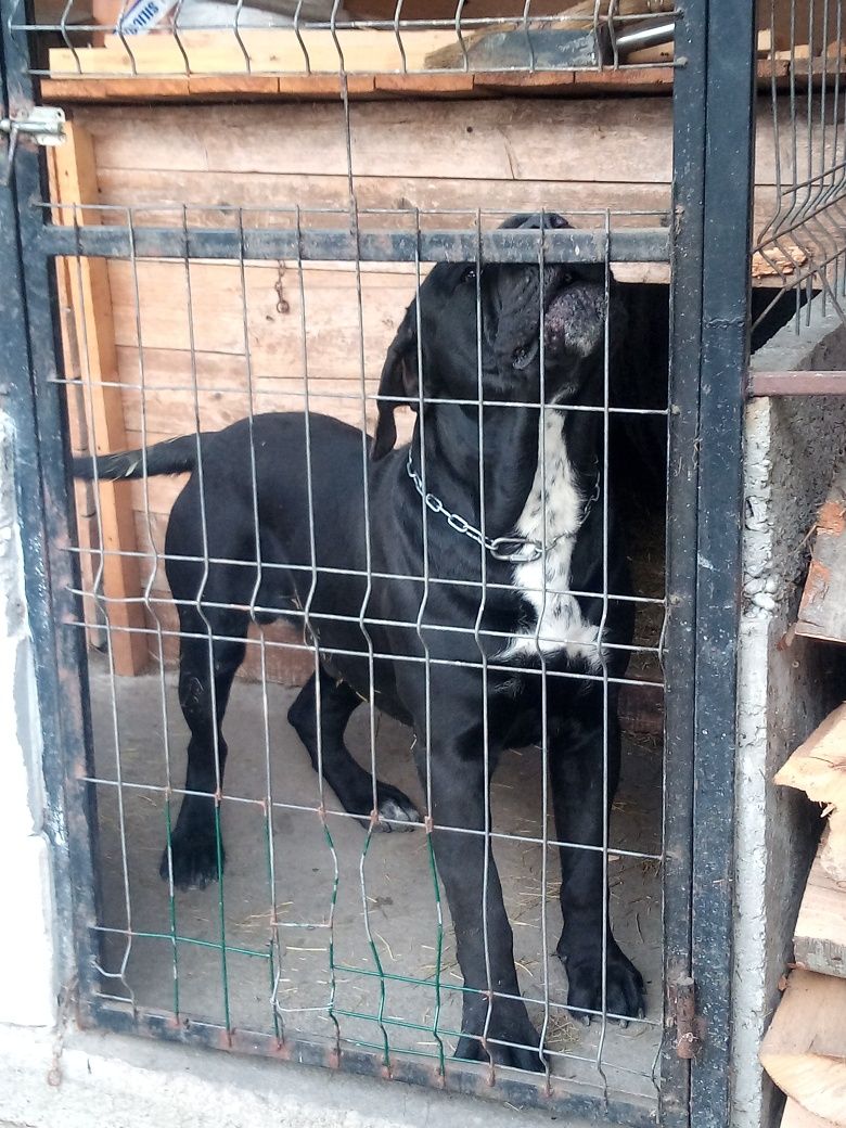 Black Presa canario