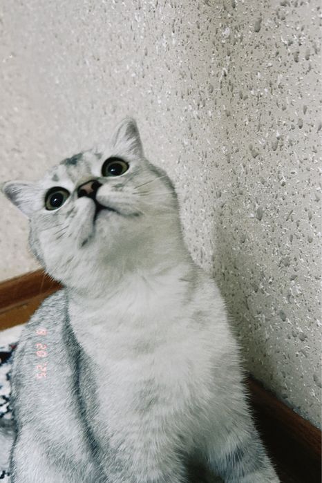 Продается кошка девочка (шиншила)