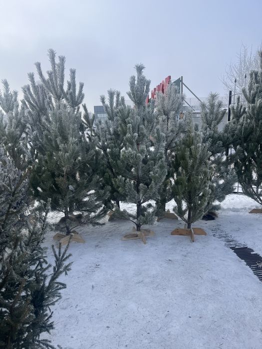 Елки новогодние ( живые)