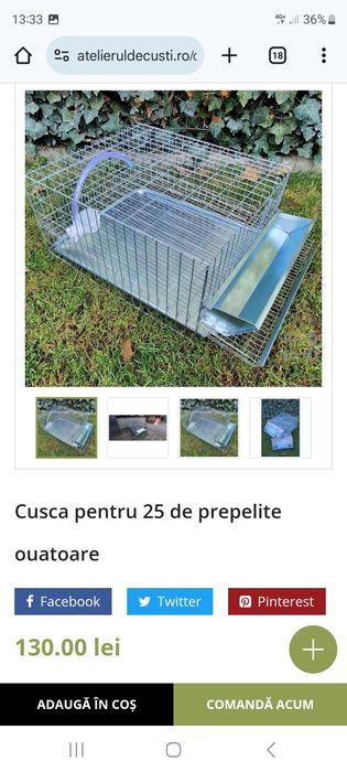 Cusca prepelitè outoare