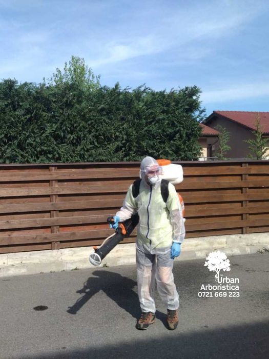 Stropire Tuia Leylandii Tratament Gard Viu - Servicii Arborist Cluj