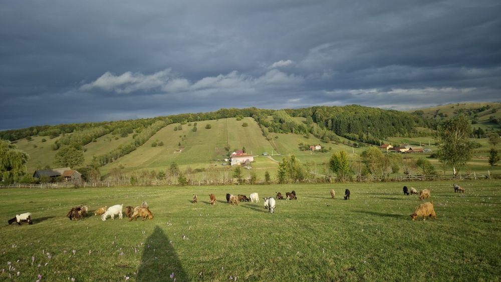 Capre de vânzare