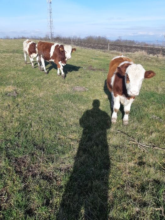 Vand 6 taurasi baltati