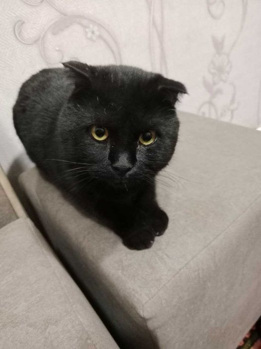 Сотилади Мушуклар Тигуш ва Малыш Британская короткошёрстная