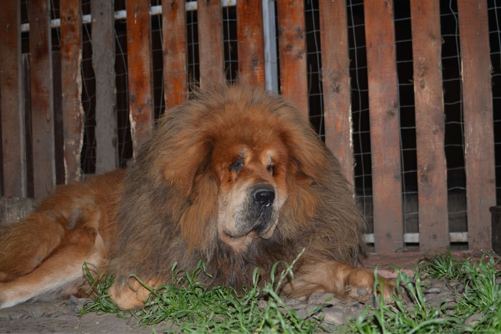 Vand mascul Mastiff Tibetan de elita, coama de leu