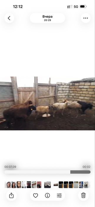 20 ешкі 2 қой 1 тоқты 550 мың саудасы бар Жаңақала ауданында тұр