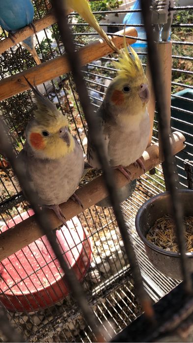 Свободни млади Корели