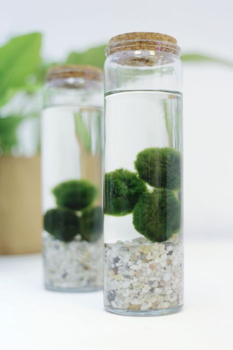 Вълшебно бурканче с Маримо - водораслото на желанията.