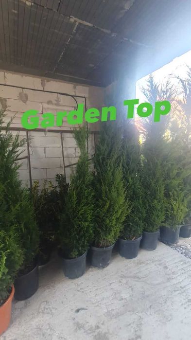 Copaci  platan mesteacan