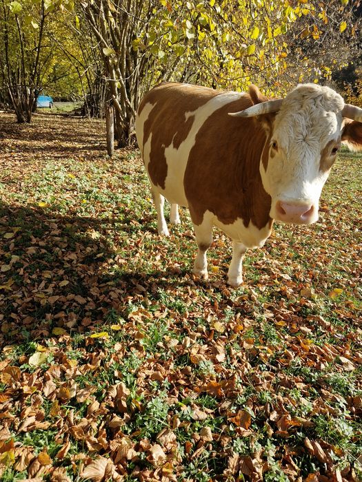 Vind vaca gestanta in virsta de 5 ani!