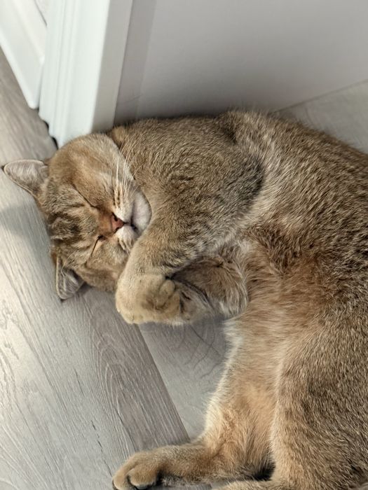 мушук сотилади золотой шиншила угил бола