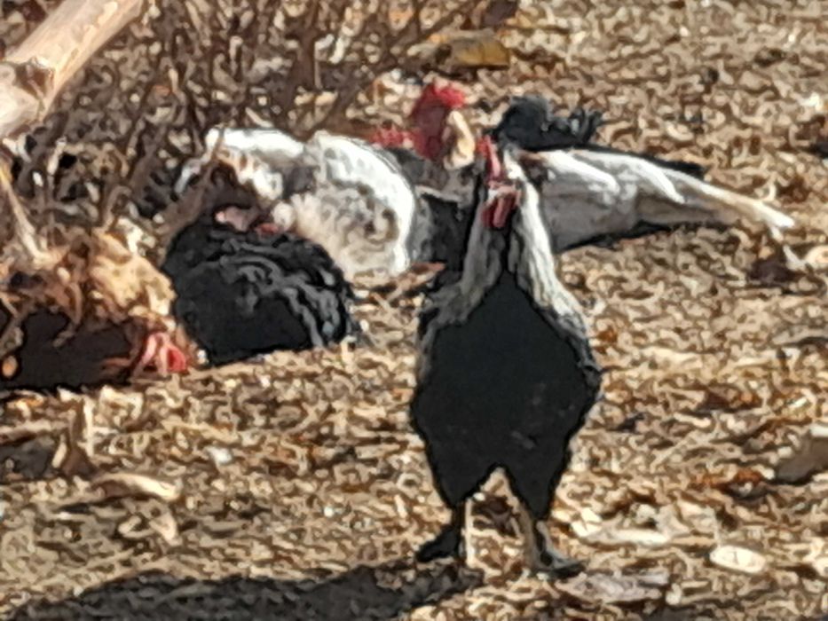 Петухи 8 месяцев