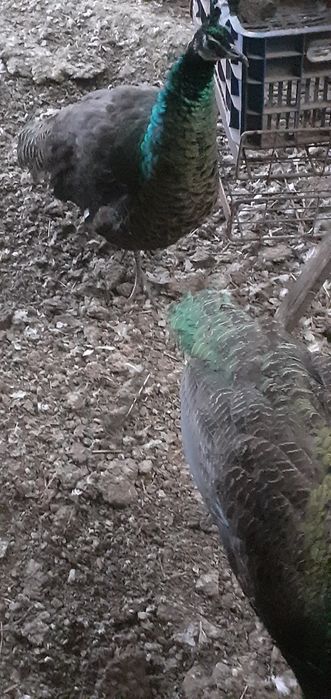 Vând pauni verzi,albi și umăr negru