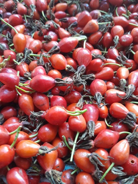 Шиповник лечебный