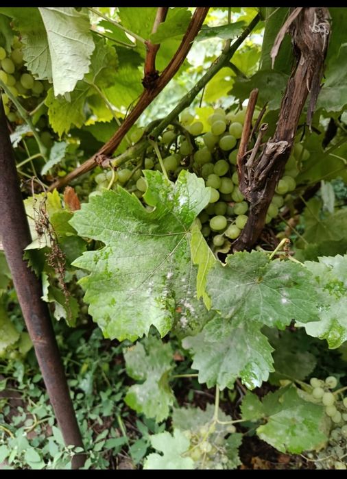 Продам землю, с дачным домиком.  Участок 8.7 соток. Можно под строител