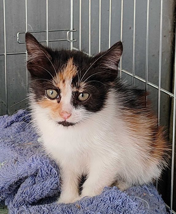 Дом за Пъструшка