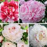 Rizomi (Bulbi) de Bujor Nobil Sarah  Bernard, pt plantat, Roz,Alb,Rosu