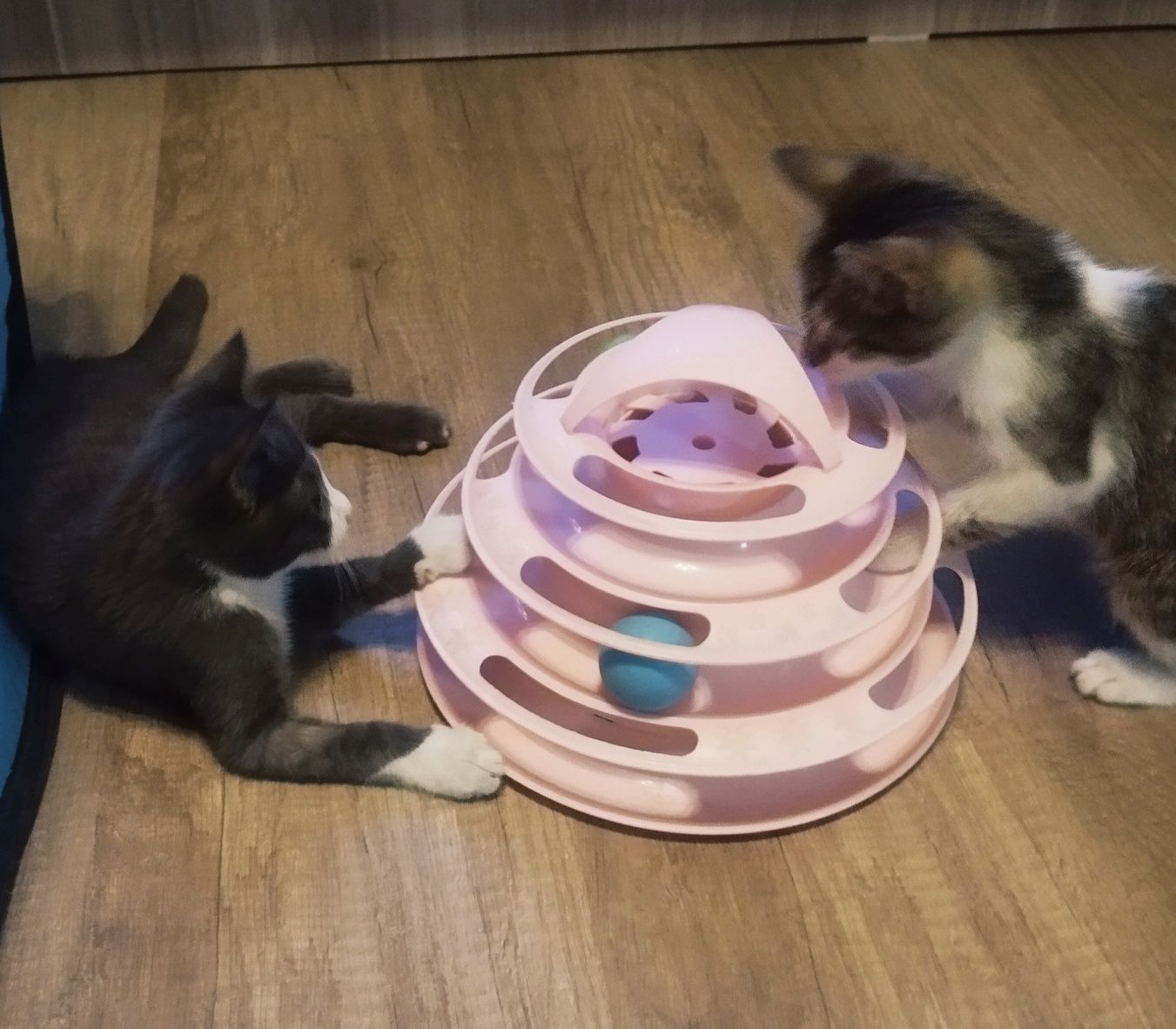 Котик Тема (3 мес)
