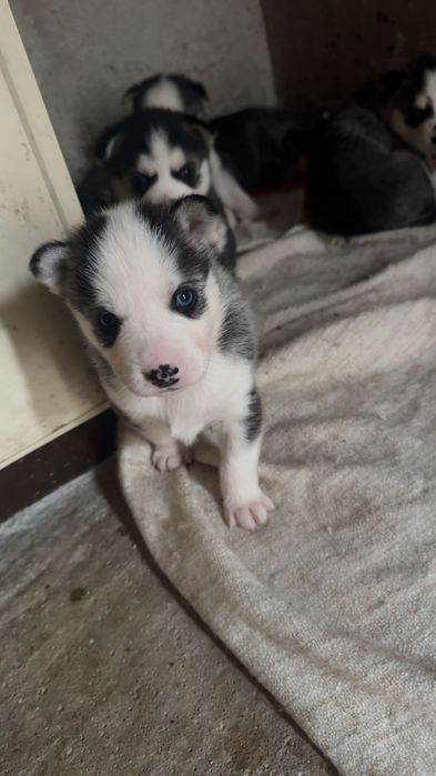 Чистокръвни хъскита