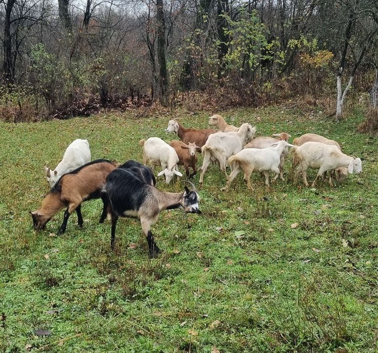 Capre de vanzare [ Romanesti si Alpin Francez ]