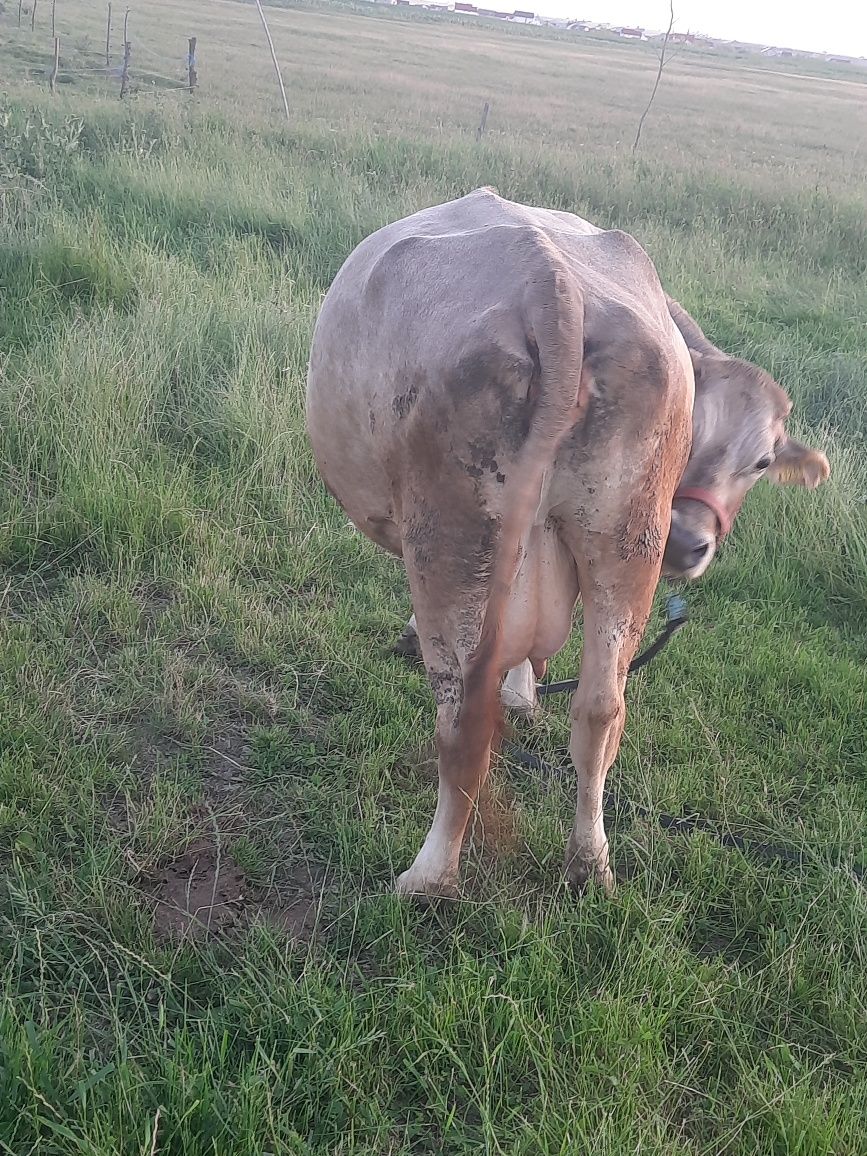 Vaca cu vitica albastru belgian
