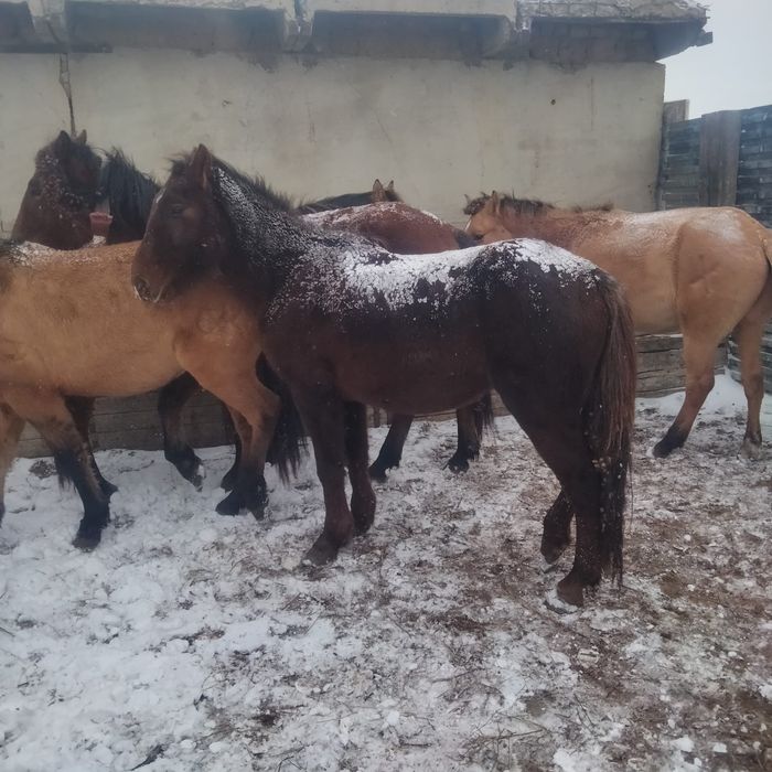 Донен еркек сатылады аяктай 430000 саудасы бар