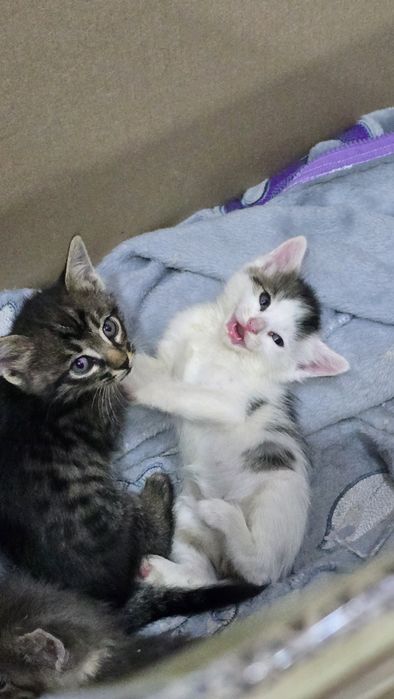 Отдам котят в хорошие руки.