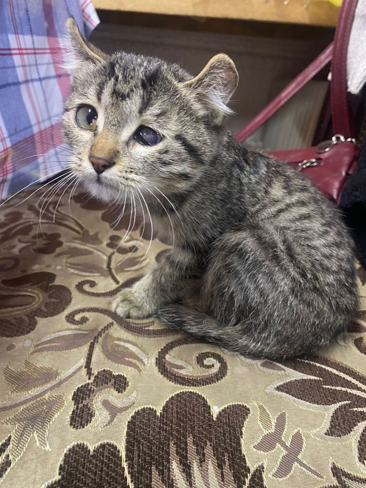 Котенок вислоухий девочка