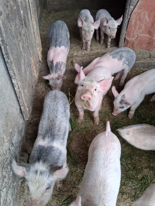 Disponibili legume de congelator